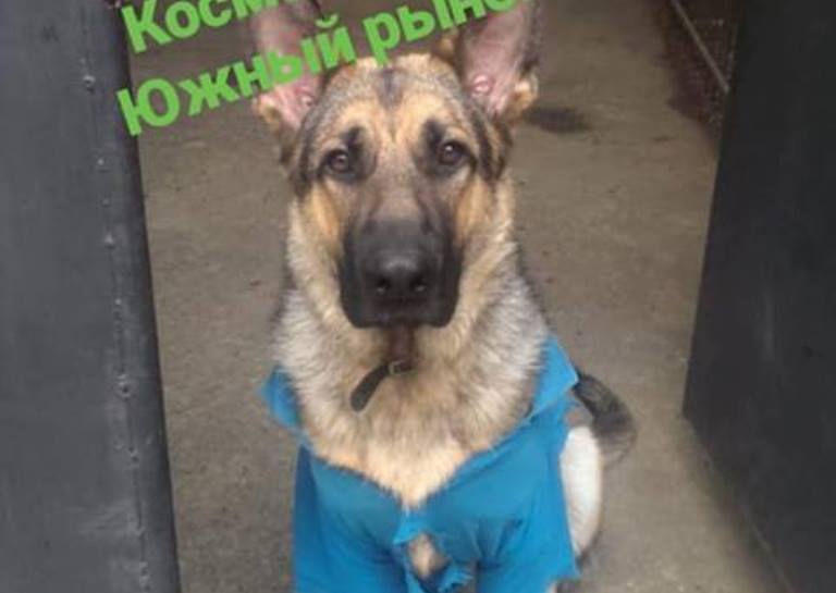 В Запорожье хозяева просят помощи в поисках пропавшего питомца (ФОТО)