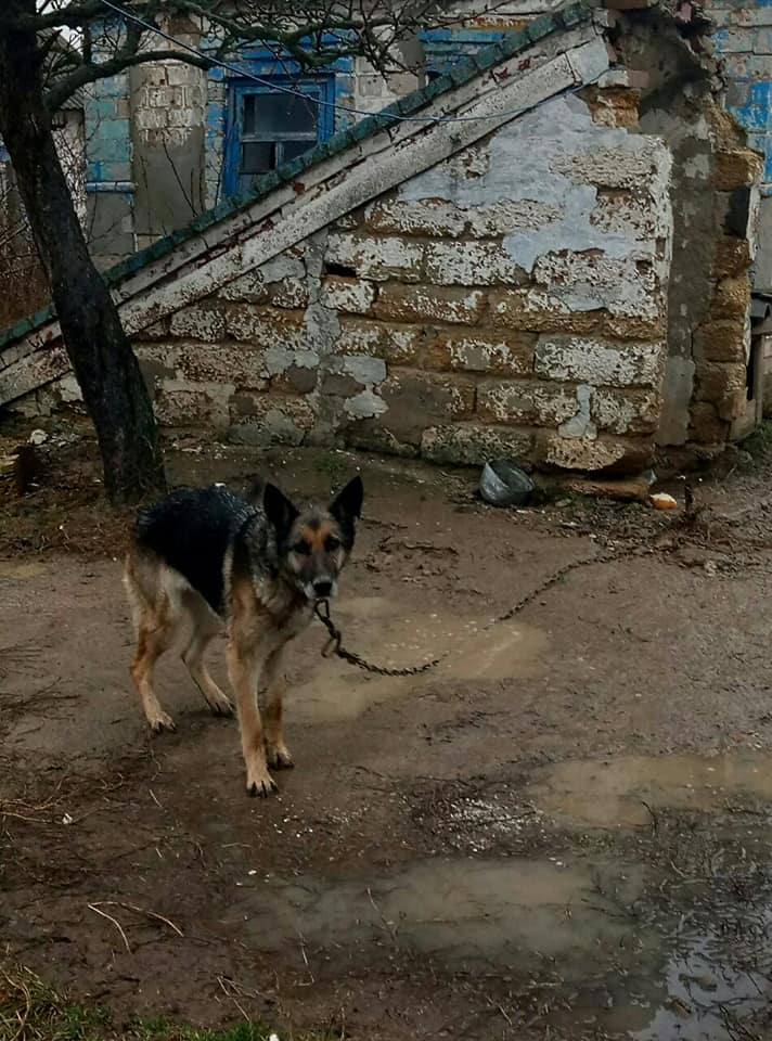 В Запорожской области спасли собаку, которую оставили умирать прикованной к цепи (ФОТО)