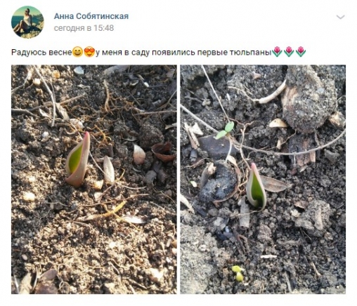 В Запорожской области взошли тюльпаны (ФОТОФАКТ)