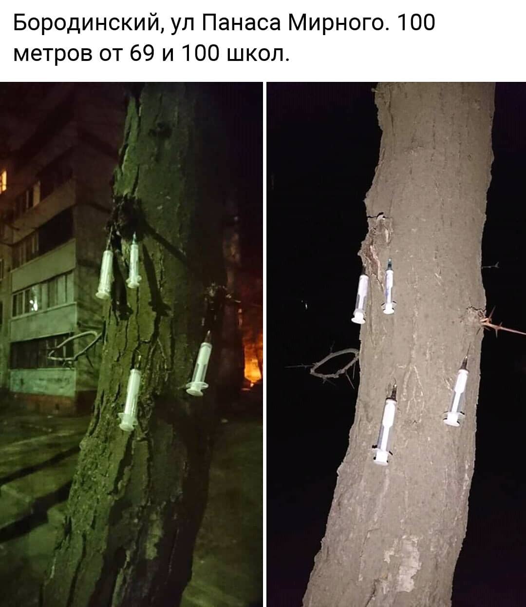 В Запорожье наркоманы утыкали дерево использованными шприцами (ФОТО)