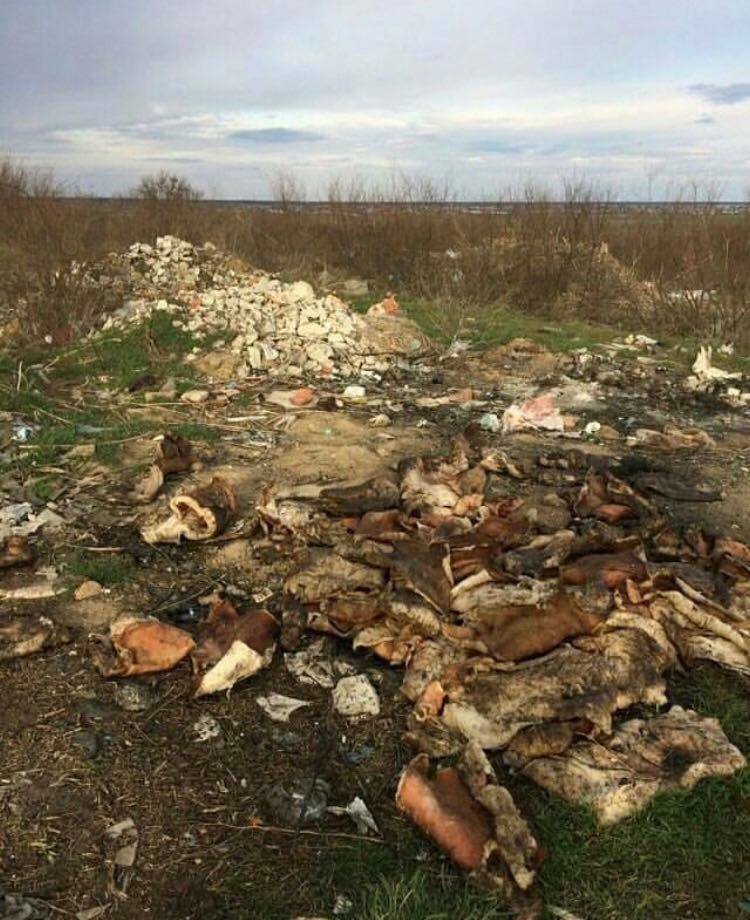 В Запорожской области возле реки обнаружили множество животных останков (ФОТОФАКТ)