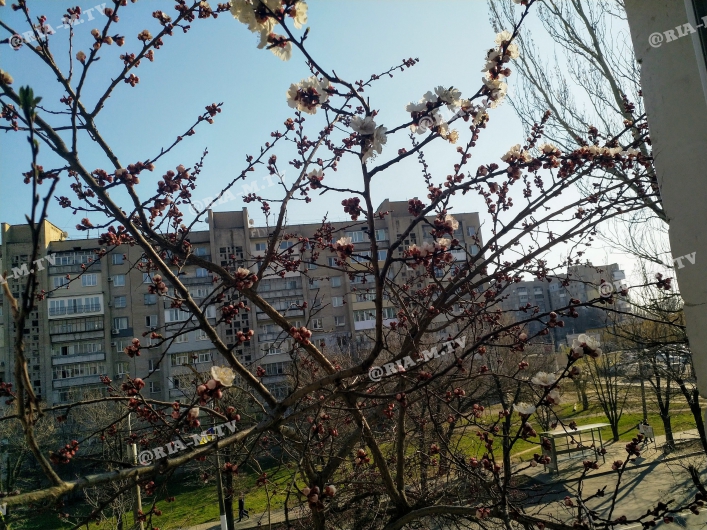 В Запорожской области начали расцветать фруктовые деревья (ФОТОФАКТ)