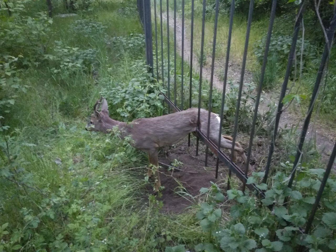 В Запорожье на Хортице в заборе застряла косуля (ФОТО)