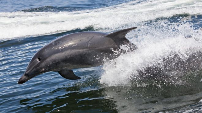 Невероятно: в Азовском море дельфин подплыл к людям (ВИДЕО)
