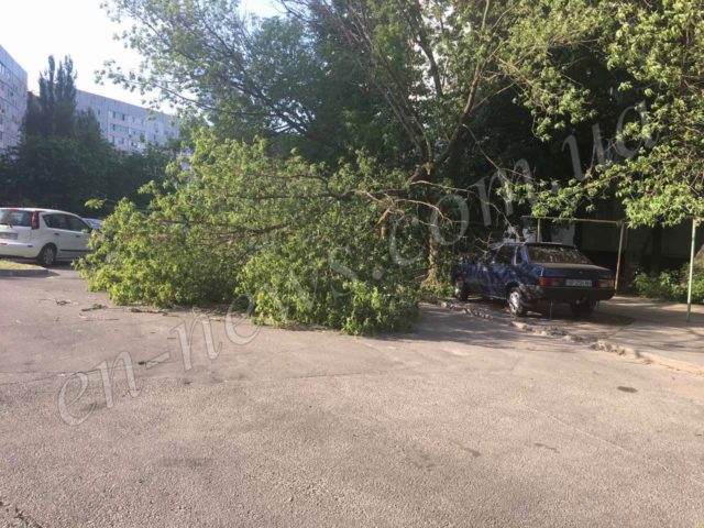 В Запорожской области дерево рухнуло на припаркованную машину (ФОТО)