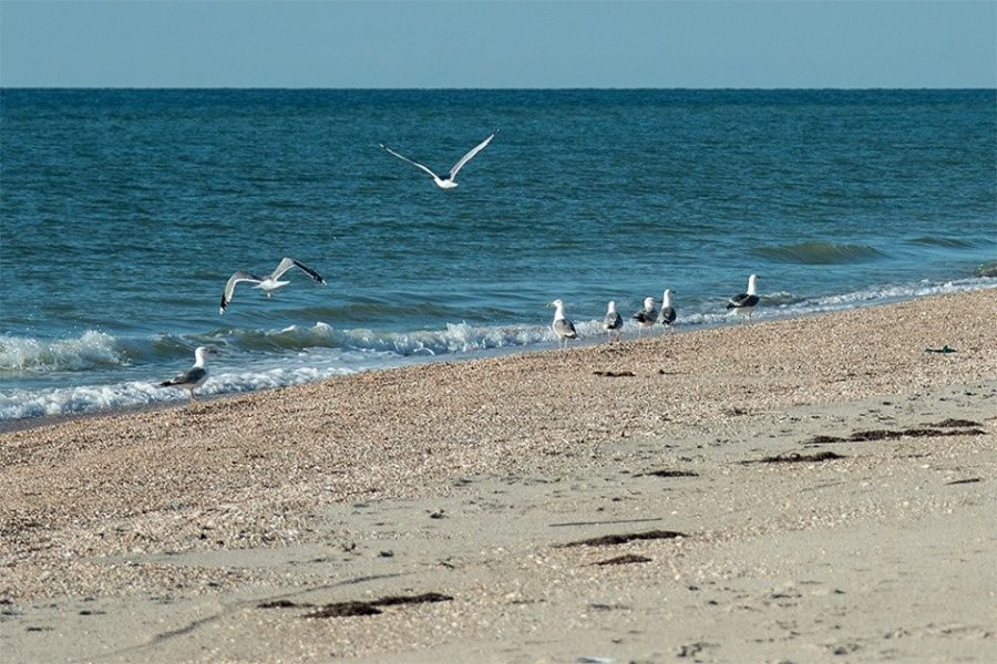 Запорожцам показали, что сейчас происходит на курорте Азовского моря (ФОТО)