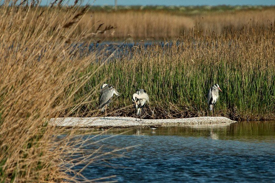 Запорожцам показали, что сейчас происходит на курорте Азовского моря (ФОТО)