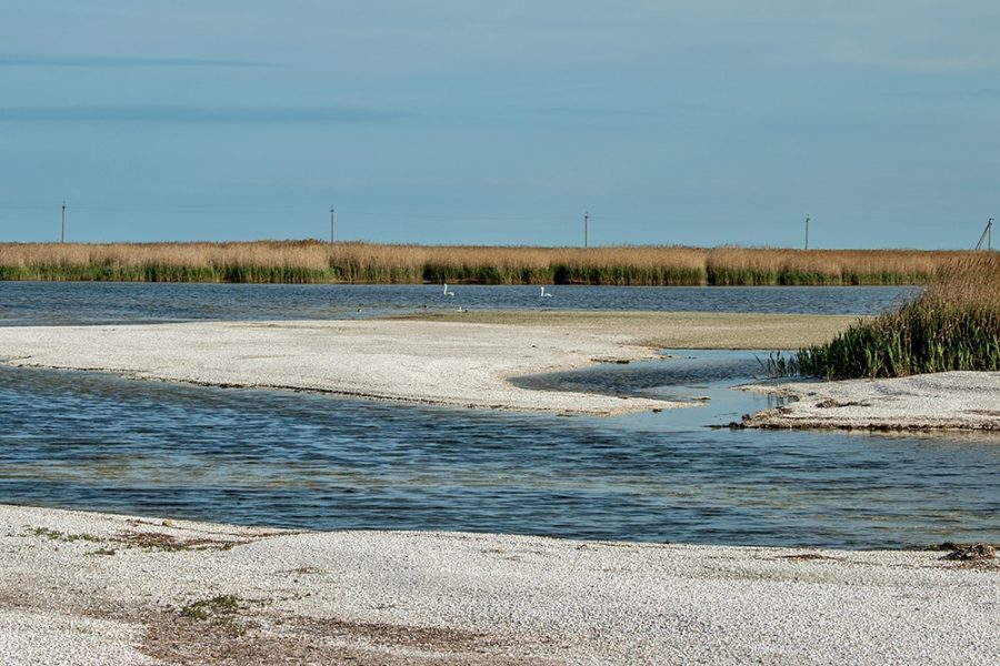 На популярном курорте Азовского моря заметили редких обитателей (ФОТОРЕПОРТАЖ)