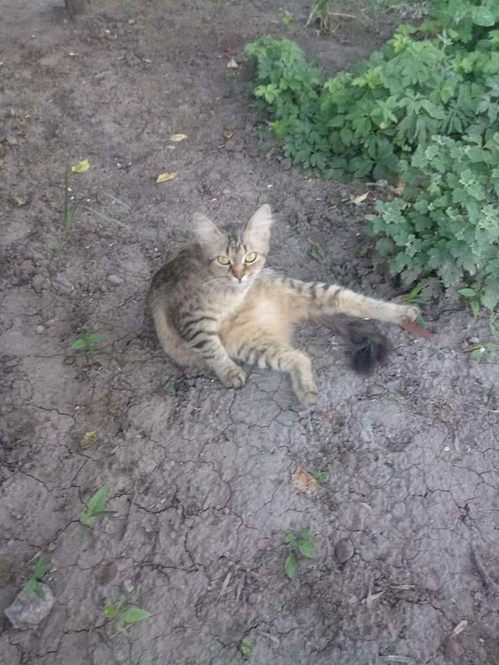 Запорожские бойцы ГСЧС спасли котенка