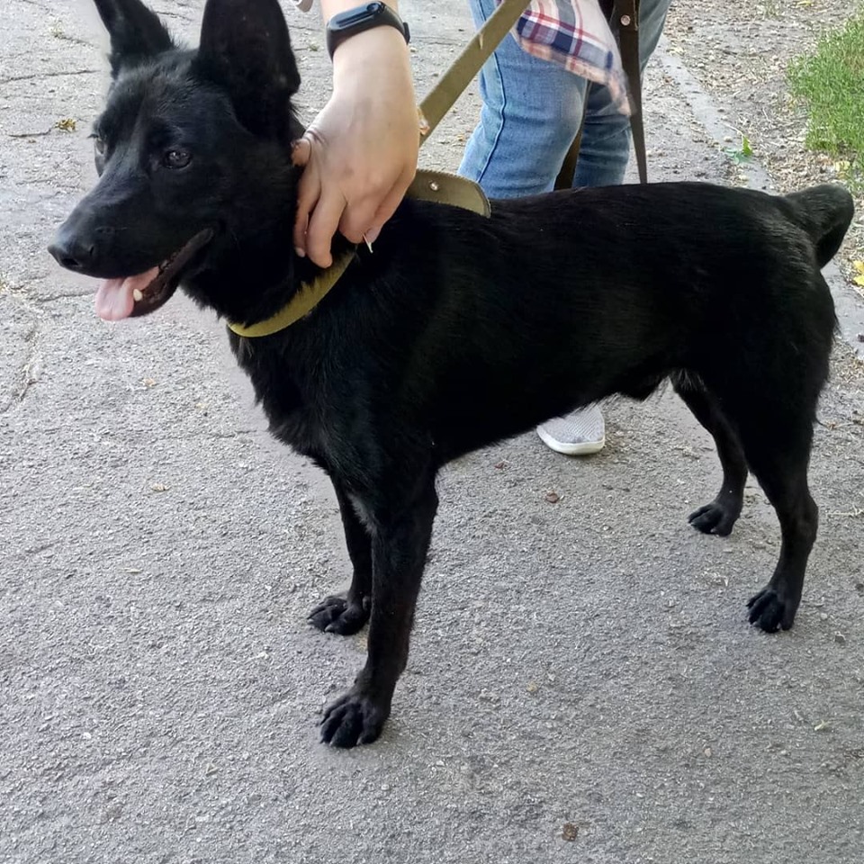 В Запорожье разыскивают хозяев потерявшегося щенка