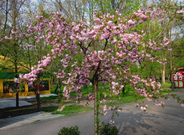 Верба или сакура? В Запорожье появились уникальные деревья (ВИДЕО)
