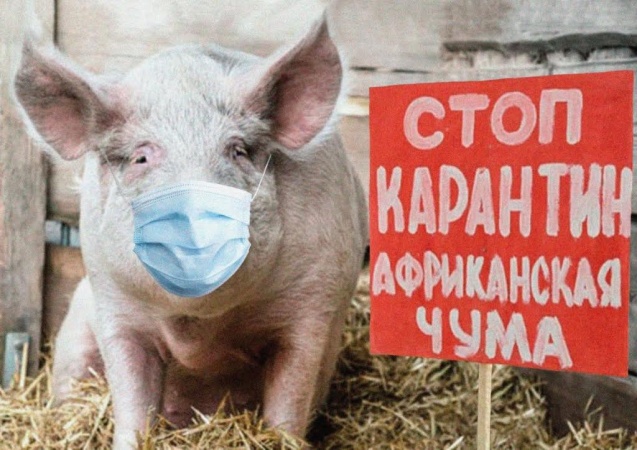 Фермеры из Запорожской области разводили свиней с африканской чумой