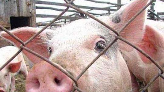 В Запорожском регионе зафиксирована вспышка опасного вируса