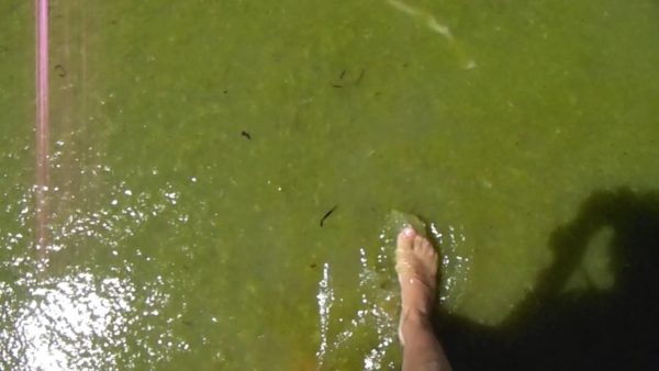 Водоросли цветут, медузы разлагаются: Азовское море продолжает отпугивать отдыхающих (ФОТО)