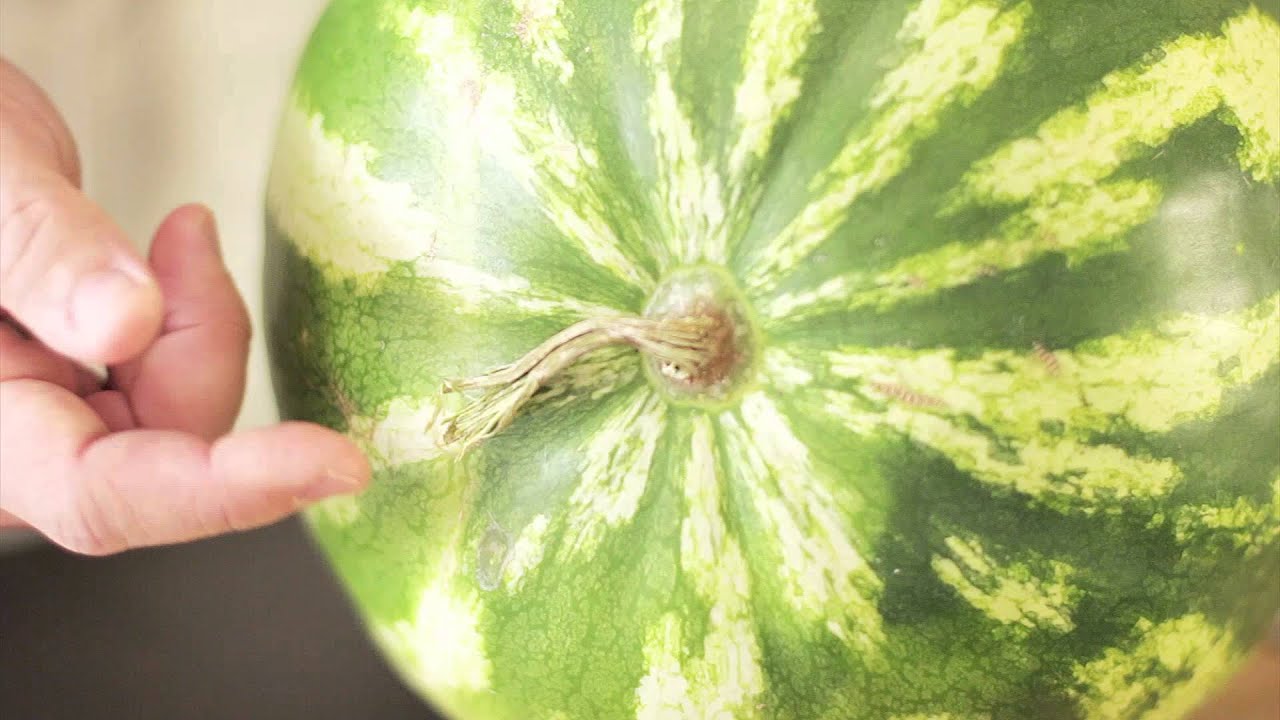 Запорожанка показала, какие арбузы продаются в местных супермаркетах (ВИДЕО)