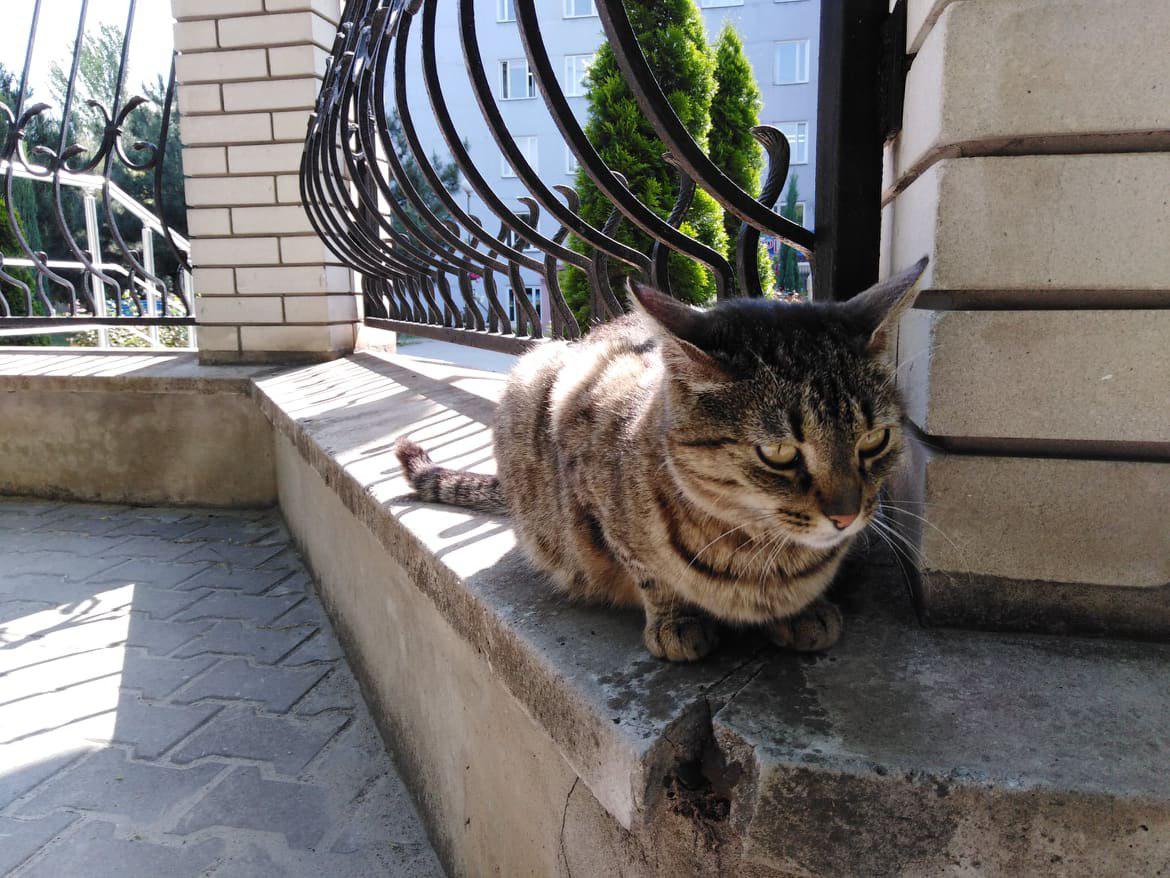 Бродяги "в законе": фотограф из Запорожья показала жизнь уличных котов (ФОТО)