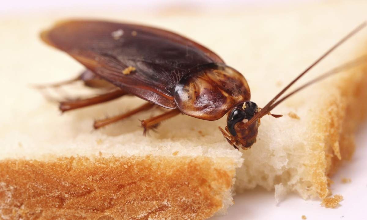 Запорожанка заказала пиццу с "дополнительным мясом" (ФОТО)