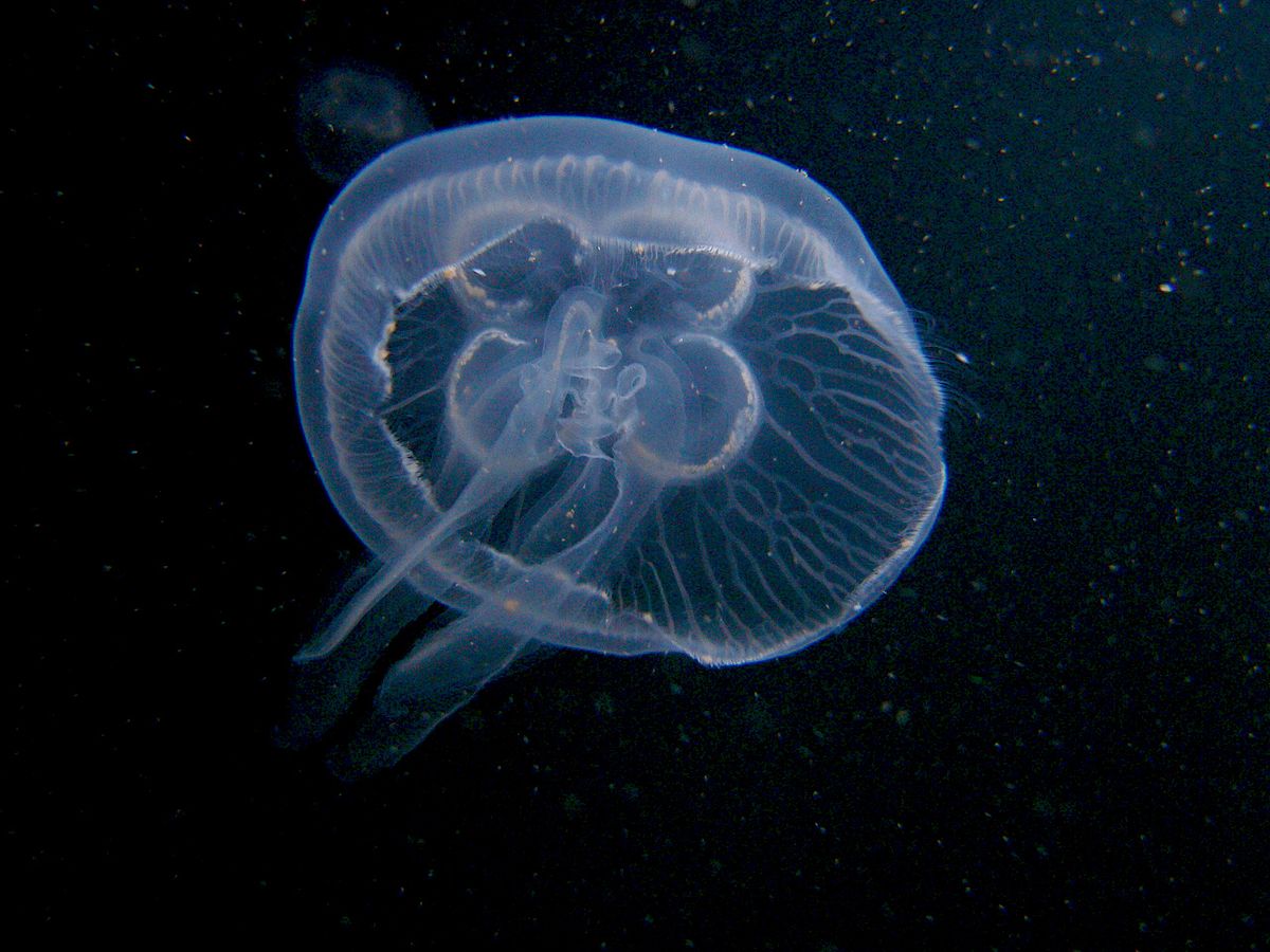 Медузы продолжают атаковать отдыхающих на Азовском море (ФОТО)