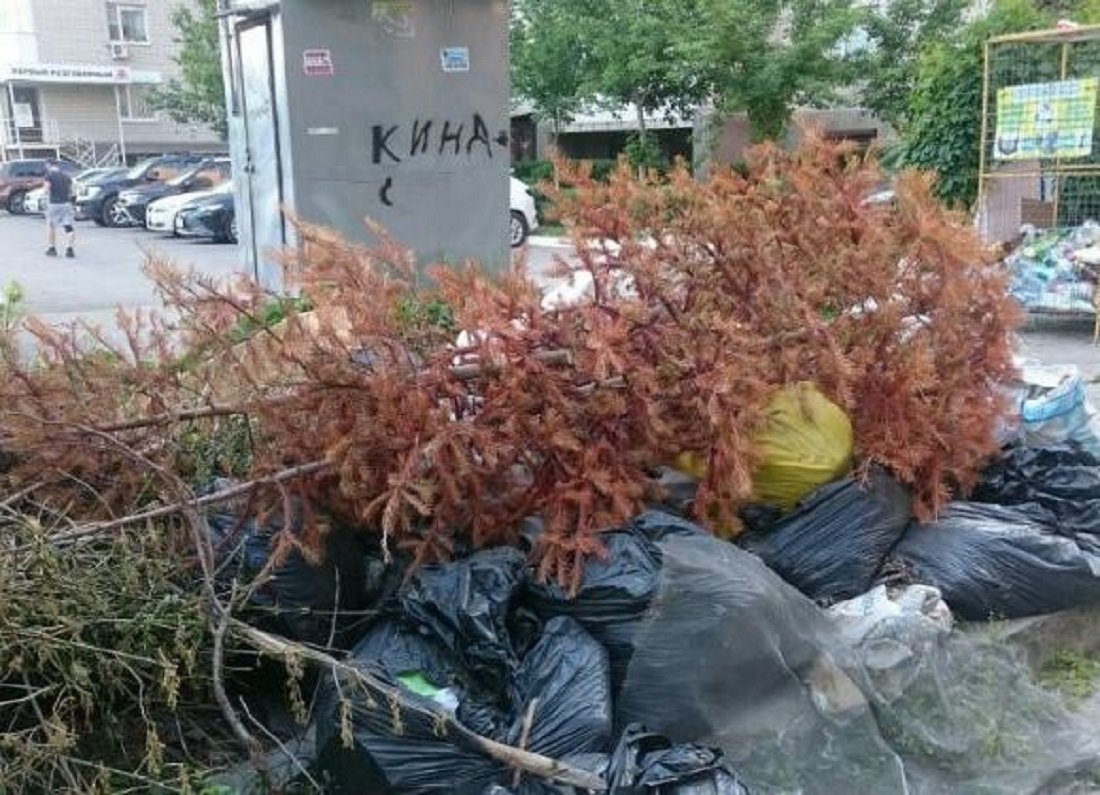 В начале осени запорожцы продолжают выбрасывать новогодние ёлки (ФОТО)