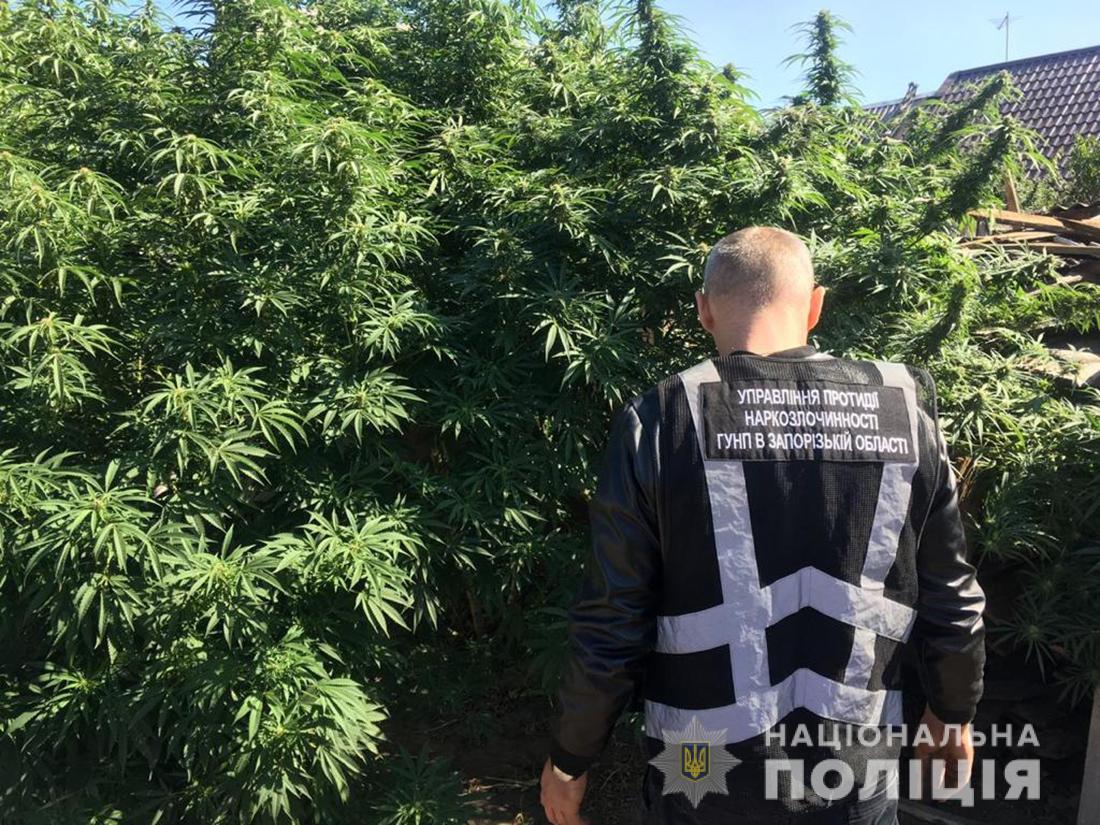 В Запорожской области обнаружили конопляные "джунгли" (ФОТО)