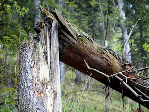 В Запорожье сухое дерево обвалилось на проезжую часть: один человек ранен (ФОТО)