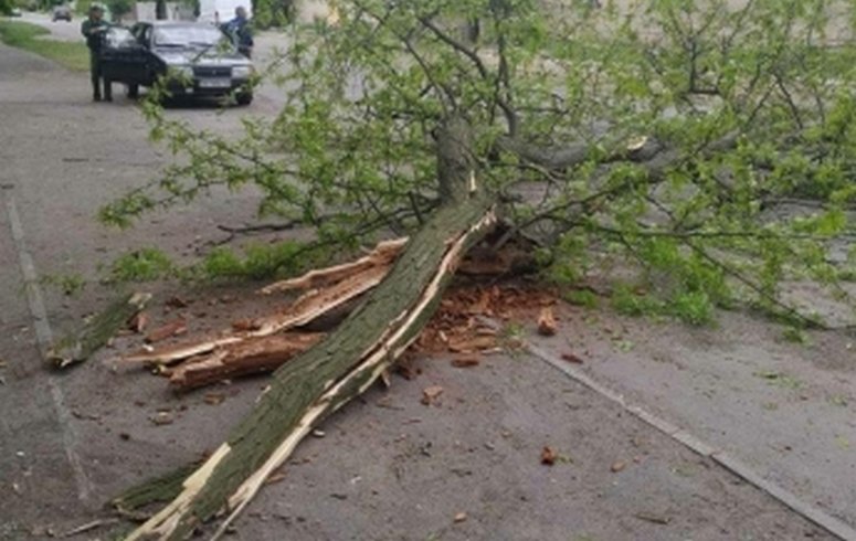 В Запорожской области сильный ветер ломает деревья (ФОТО)