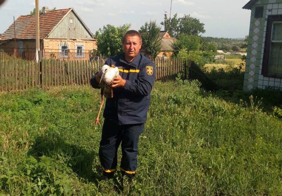 В селе под Запорожьем в пожаре сгорело гнездо аистов (ФОТОФАКТ)