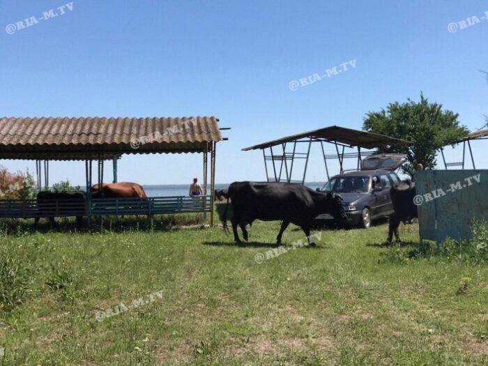 На пляжах Азовского моря нашествие клещей и змей (ФОТО)