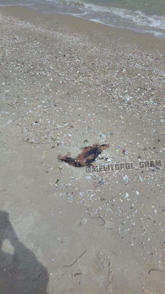 На запорожском курорте на берегу нашли неожиданную находку (ФОТО)
