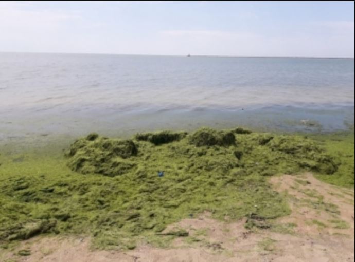 Побережье Азовского моря покрыла зеленая субстанция (ВИДЕО)