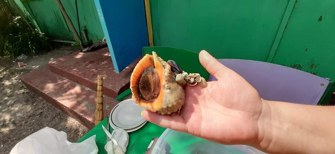 В Азовском море начали появляться новые редкие обитатели (ФОТО) 3 В Азовском море начали появляться новые редкие обитатели (ФОТО)