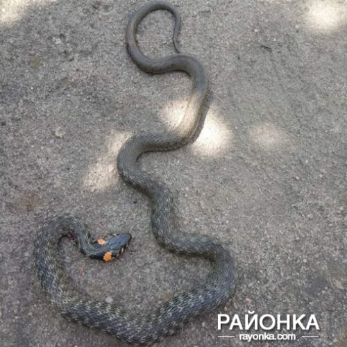 В Запорожской области во дворах частных домов селятся змеи (ФОТО)