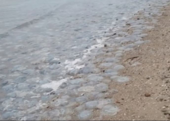Сплошное месиво: на запорожском курорте отдыхающие боятся зайти в воду (ВИДЕО)