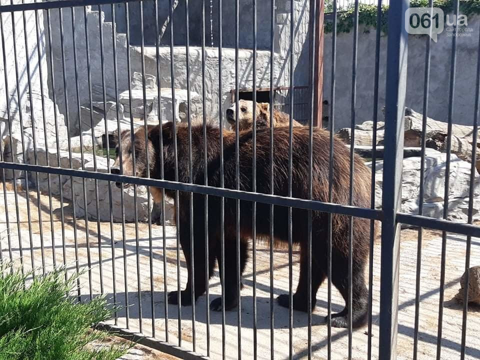 В Запорожской области ищут новый приют конфискованным зверям (ВИДЕО-ФОТО)