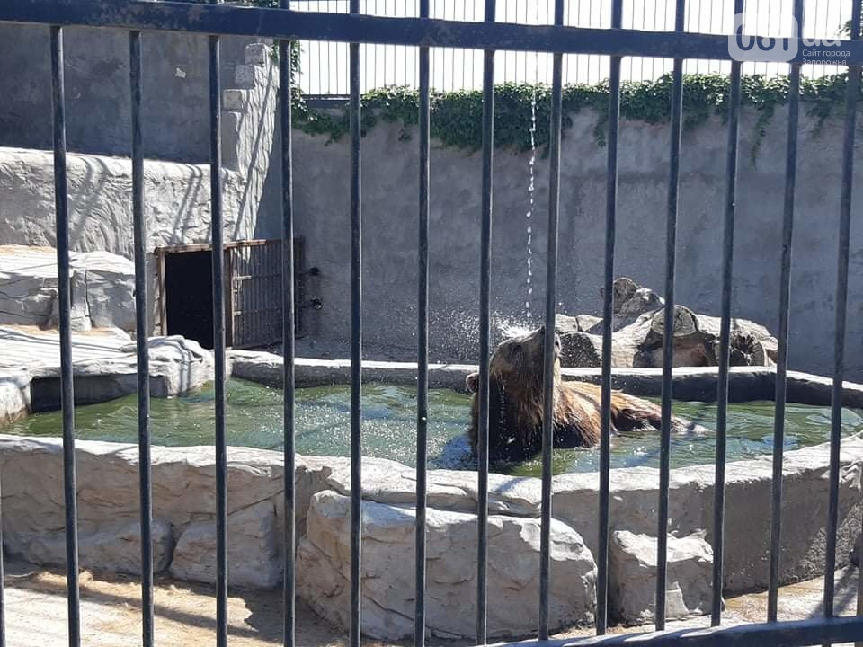 В Запорожской области ищут новый приют конфискованным зверям (ВИДЕО-ФОТО)