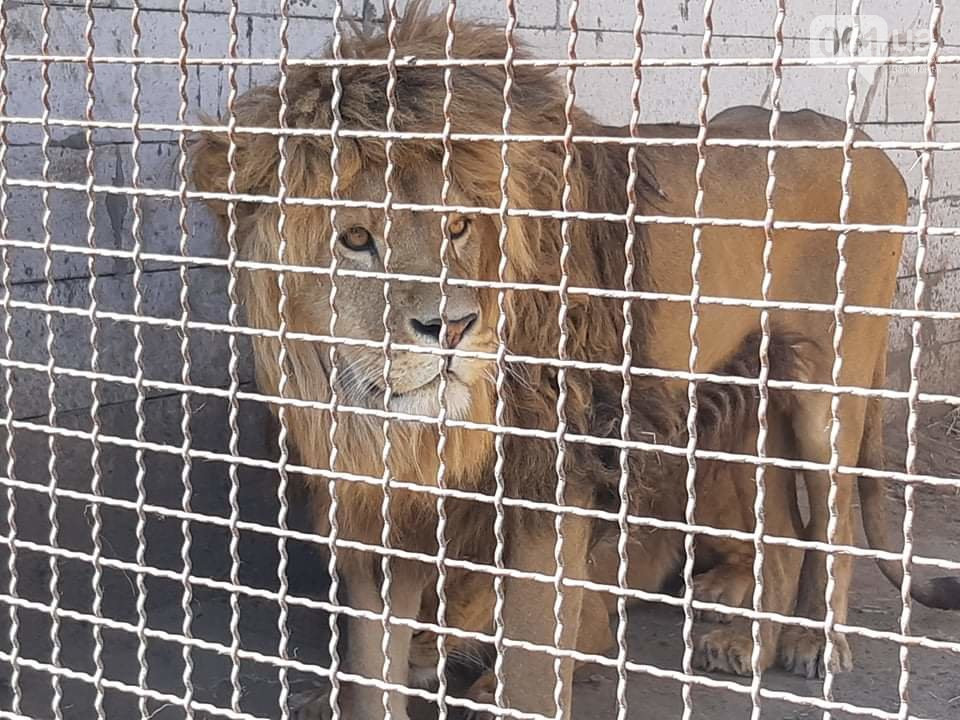 В Запорожской области ищут новый приют конфискованным зверям (ВИДЕО-ФОТО)