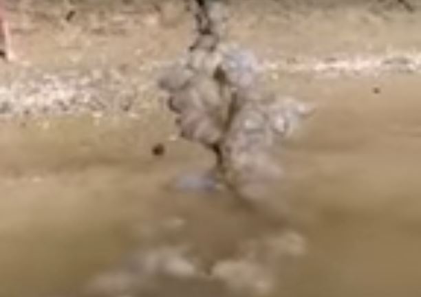 На Азовском море отдыхающие ловят медуз сетями (ВИДЕО)
