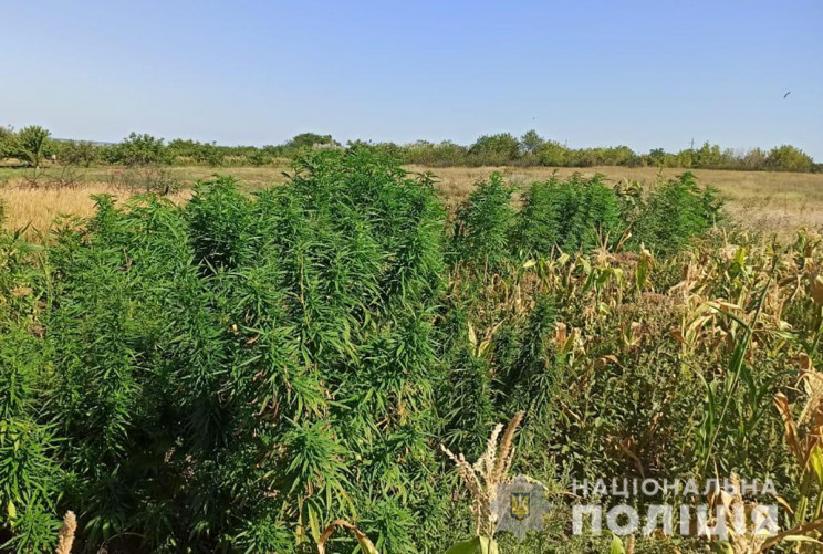 В Запорожской области мужчина взрастил урожай конопли в необычном месте (ФОТО)