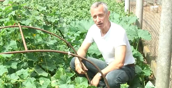 Огурец "на верёвочке": в Запорожской области на овощном рынке предложили необычный товар (ФОТО)