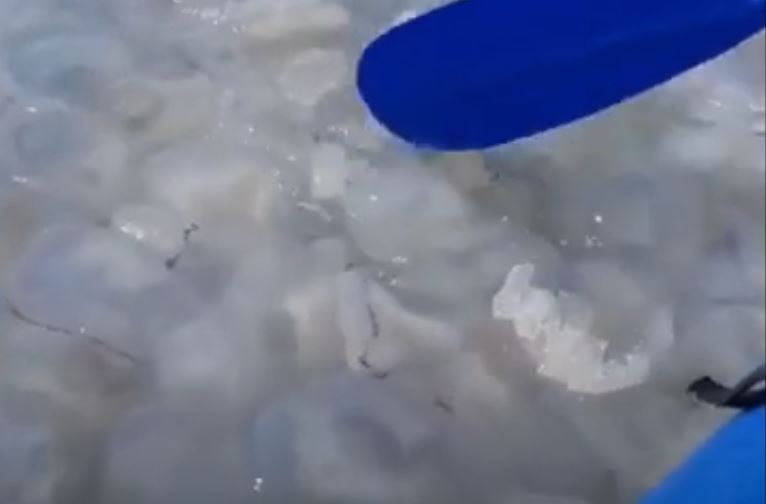 На запорожском курорте отдыхающие заплыли на "медузный остров" (ВИДЕО)