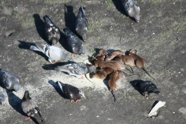 Антисанитария процветает: в Запорожье на тротуарах крысы соревнуются с голубями за еду (ФОТО)