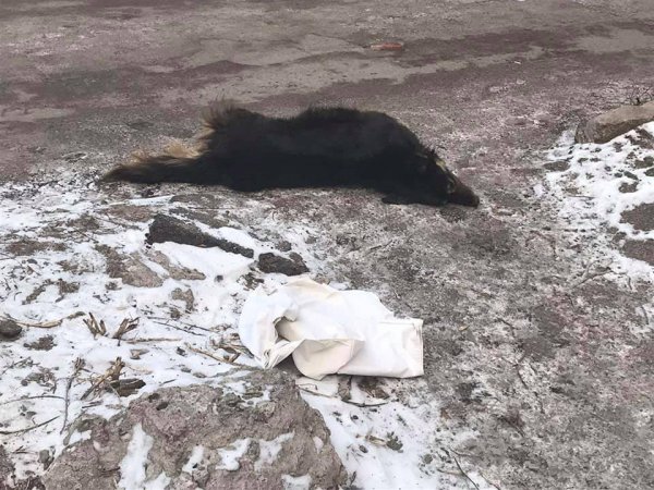 В Запорожье неизвестные рассыпают на улицах яд для бездомных животных (ФОТО)
