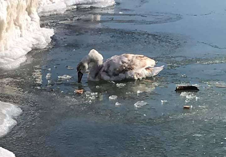 Ледяной плен: в Запорожской области на море ко льду примёрз лебедь (ВИДЕО)