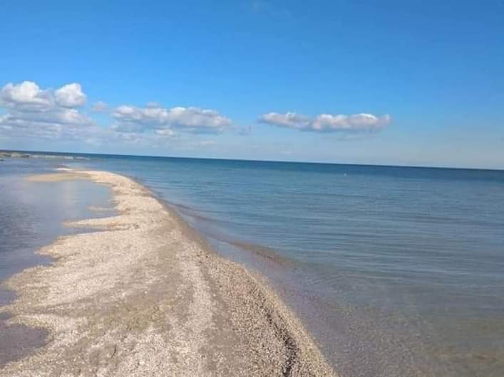 В Запорожской области на популярном курорте заметили стаю лебедей (ФОТО)