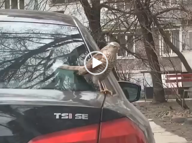 В Запорожье во двор одной из многоэтажек залетел пернатый хищник (ВИДЕО)
