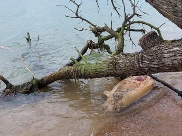 На побережье Азовского моря волны массово вымывают мертвых дельфинов (ФОТО)