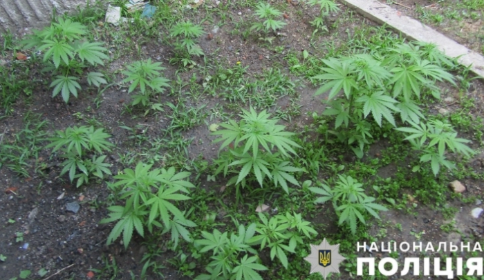 В Запорожской области копы приехали на драку, а нашли наркоплантацию
