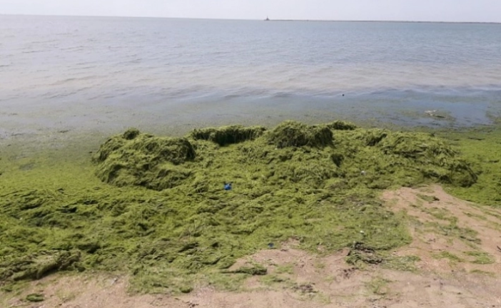 Курьёз: в Бердянске коммунальщики водоросли с пляжа бросают обратно в море (ВИДЕО)