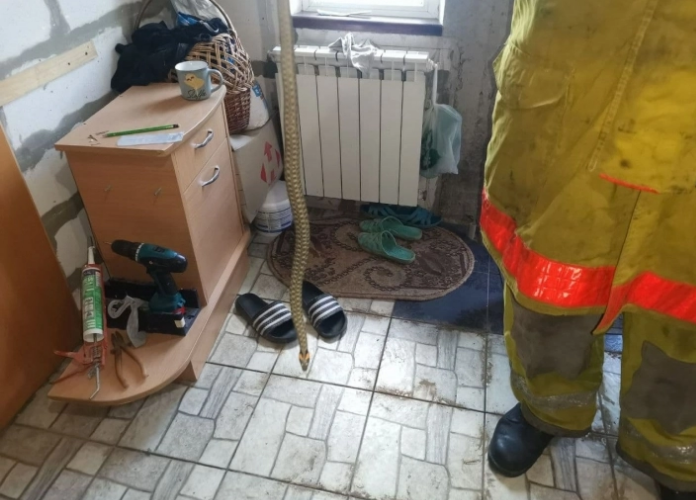 К жителям Мелитополя в дом заползла большая змея (ФОТО)