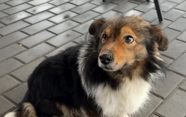 "Український Хатіко" два роки чекає на господаря, який загинув на війні. Сенічкін довів до сліз історією про собаку